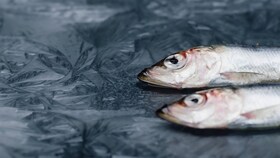 Dois peixes congelados